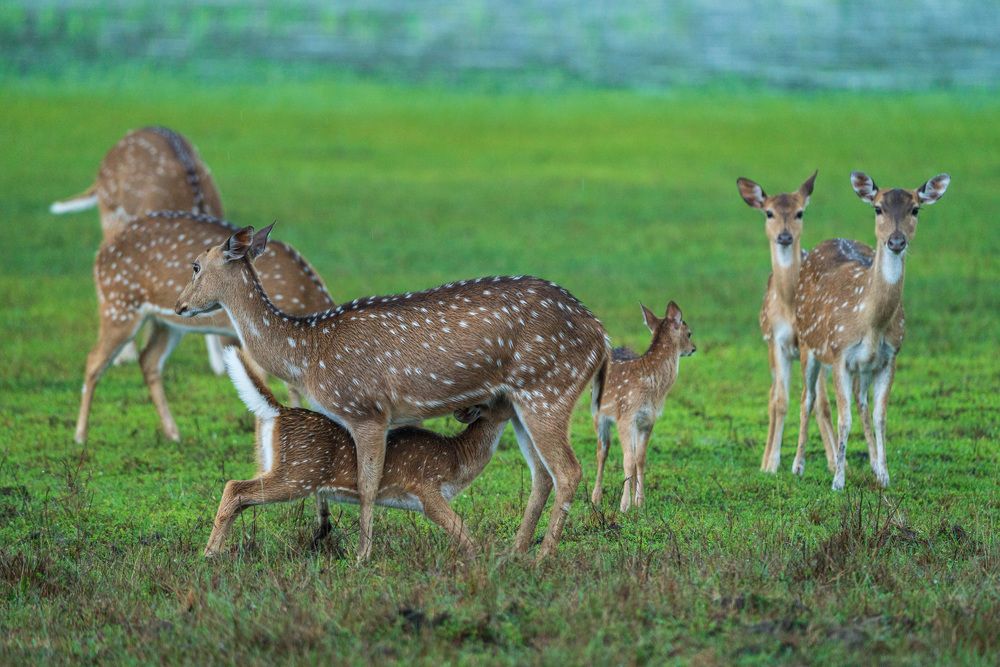 Photograph by Murugaiah Saravanan