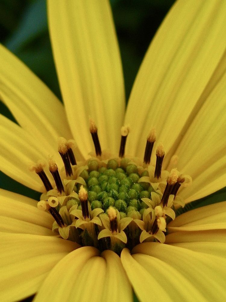 Цветок топинамбура.