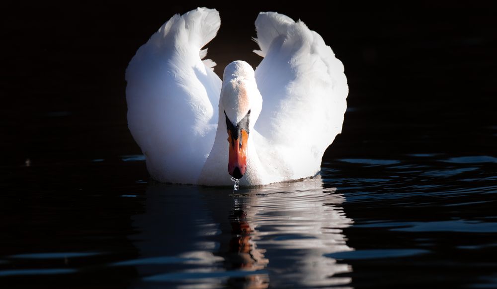 Photograph by Николай Абрамов