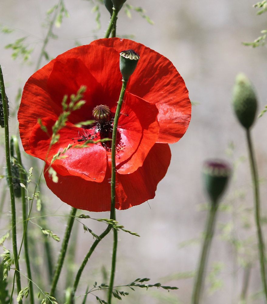 Photograph by Ljiljana Nedeljković