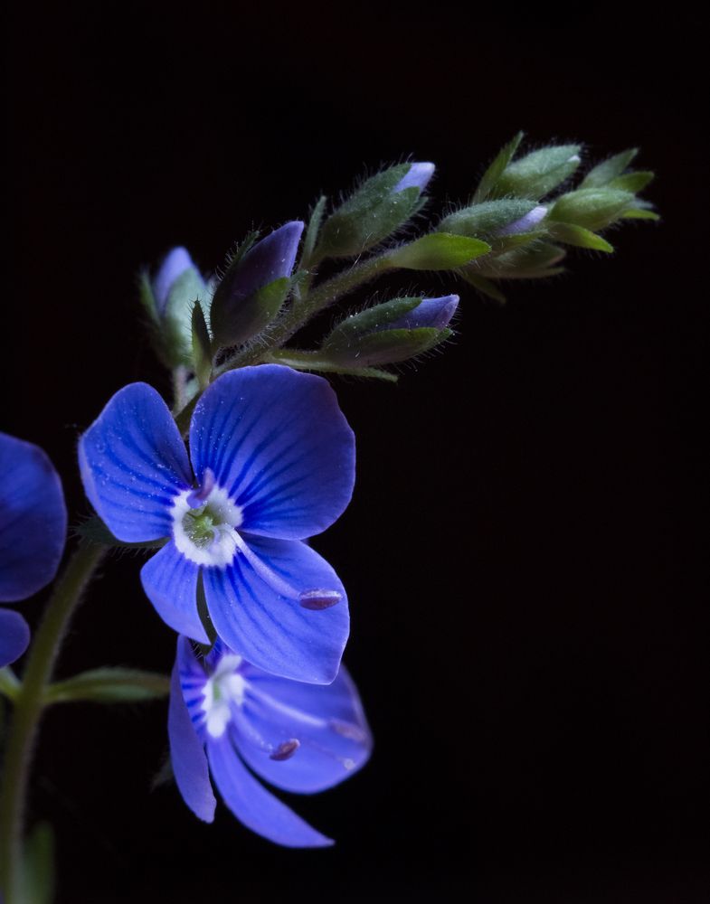 Photograph by Татьяна Михайлова