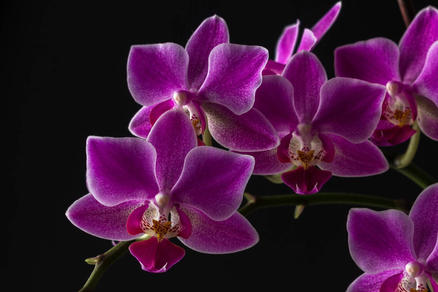 Фотография #9548841