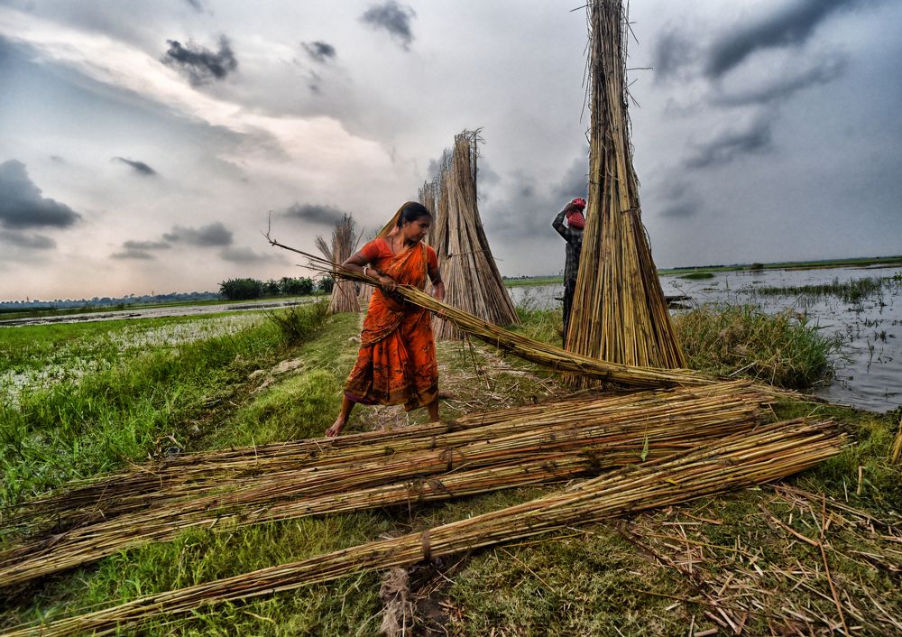 Hard working women at Jute farm land