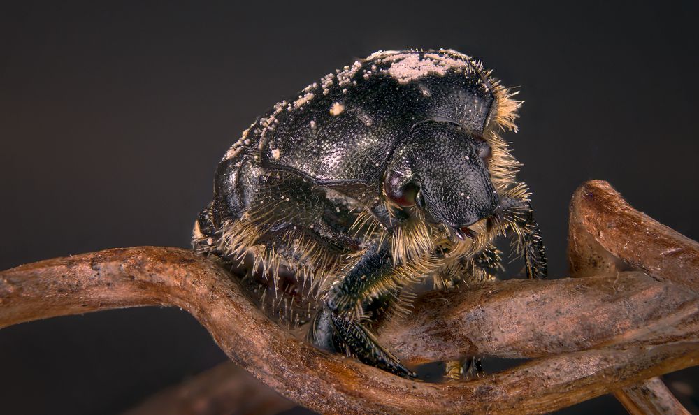 Photograph by Boris Bekelman