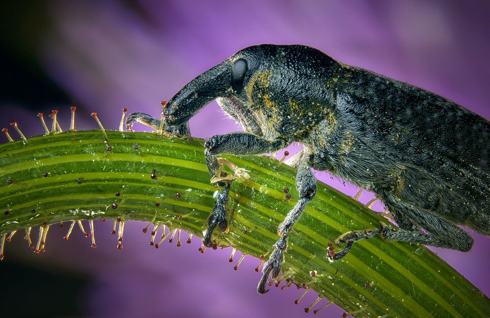 Photograph by Boris Bekelman