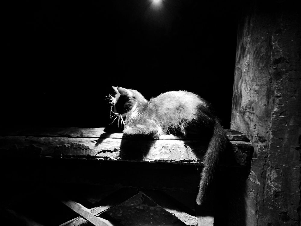 Photograph by Алена Данелия