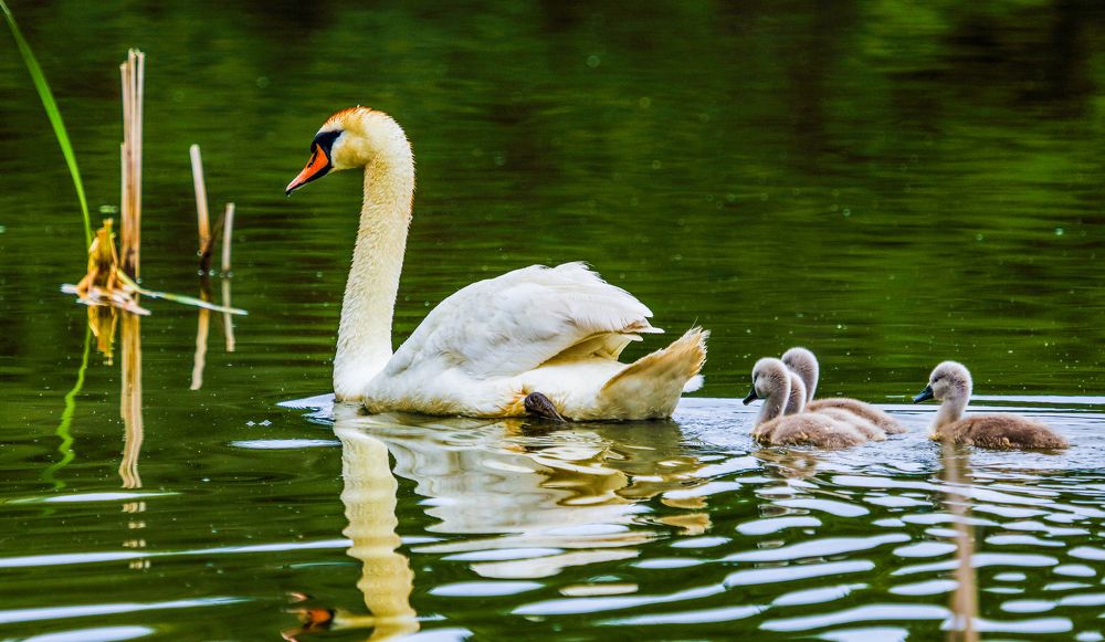 Photograph by Михаил Бояркин