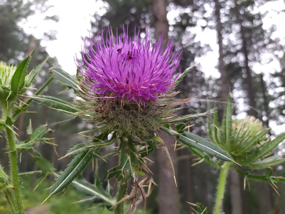 Photograph by Ljiljana Nedeljković