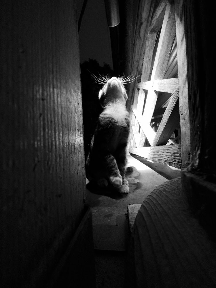 Photograph by Алена Данелия