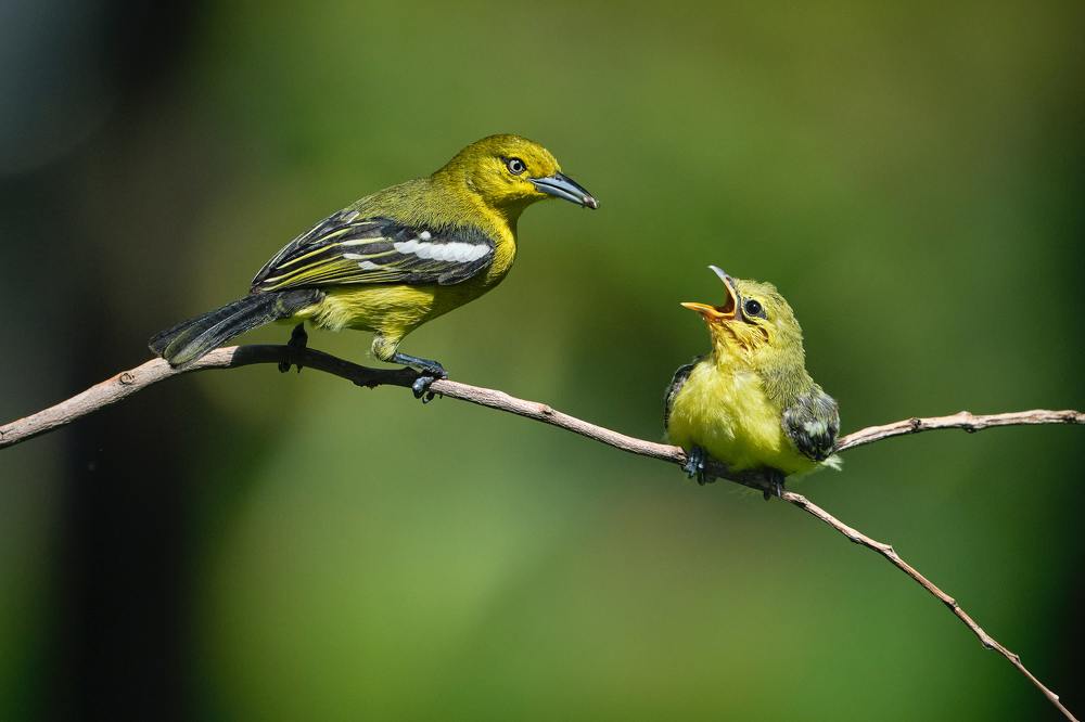 Photograph by Hamed Shahrokhi