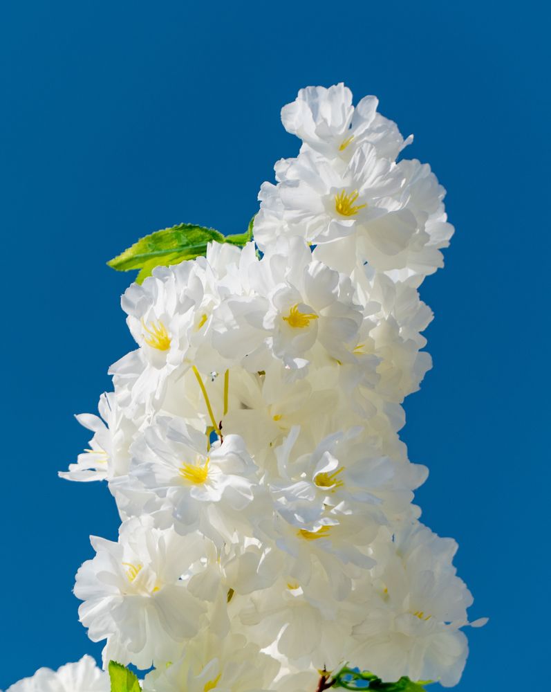 Photograph by 