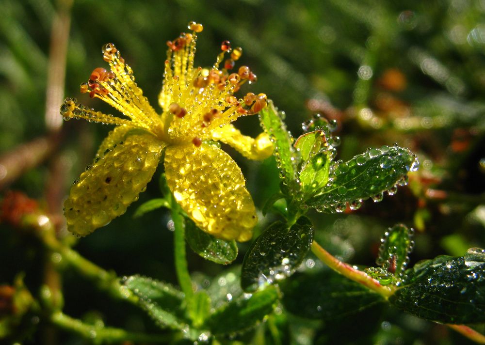 почти Сваровски