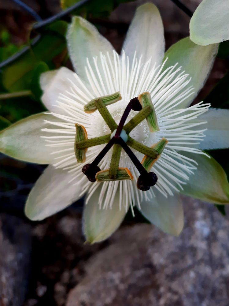 Photograph by Sonia Crotta