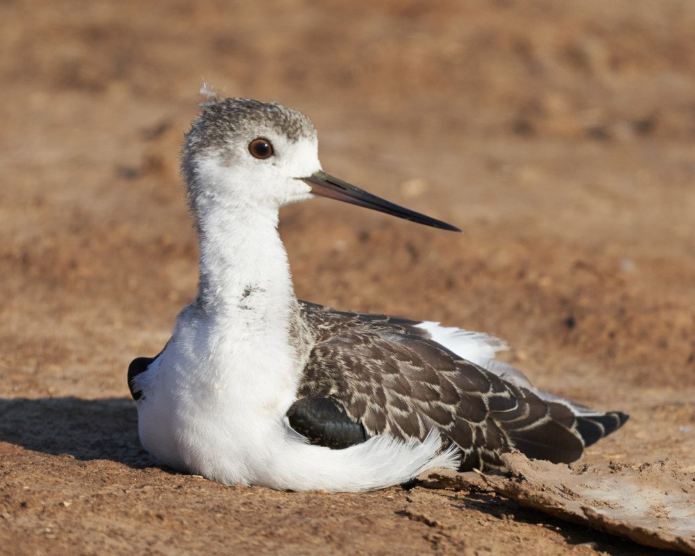 Photograph by Victor Krachkovsky