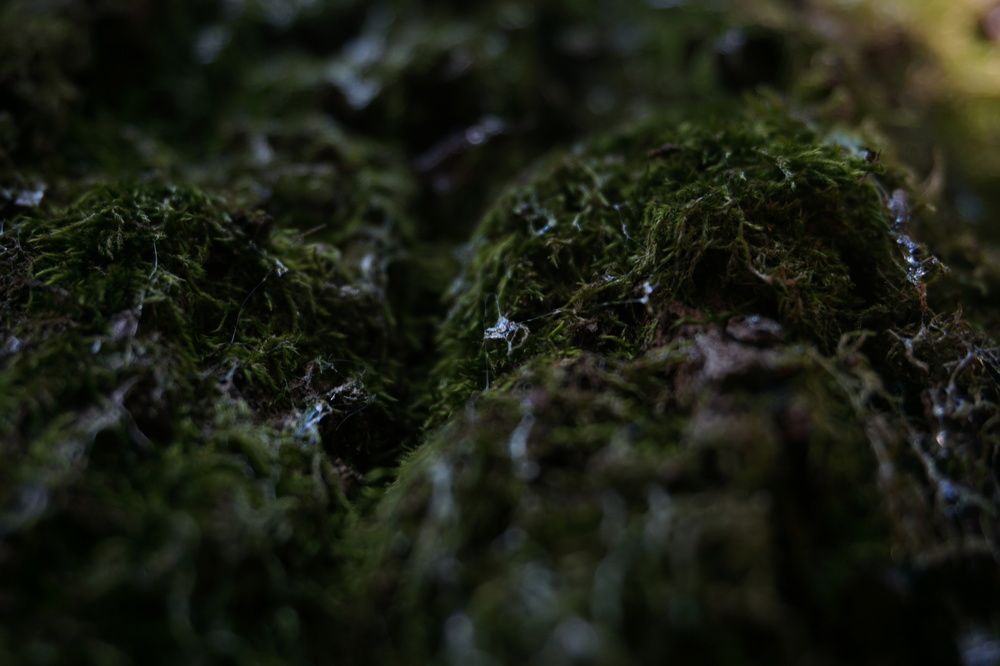 Photograph by Александра Пецевич