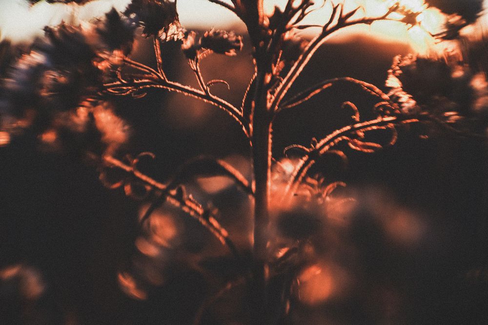 Photograph by Анастасия Исаичева