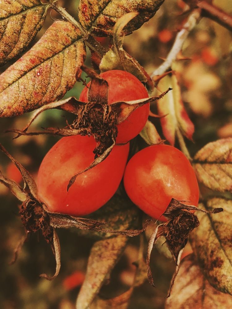 Photograph by Марина Георгиева