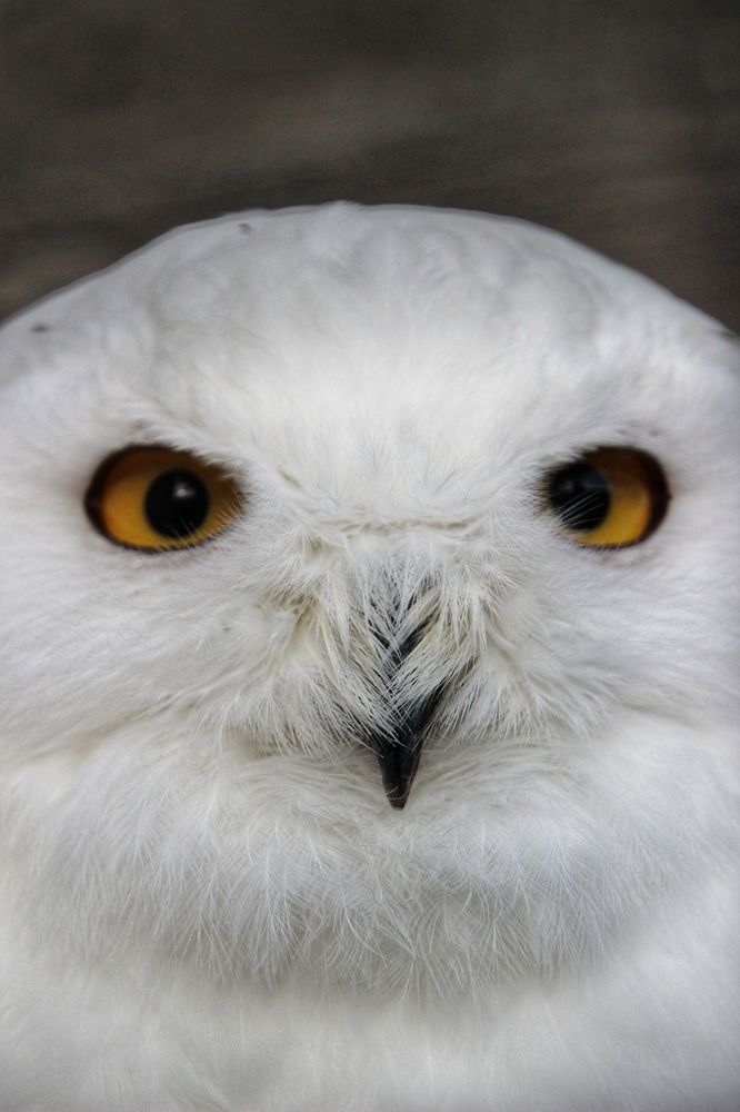 Photograph by Lev Kaufman