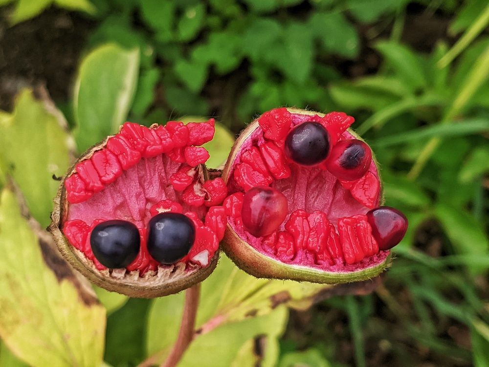 Photograph by Lev Kaufman