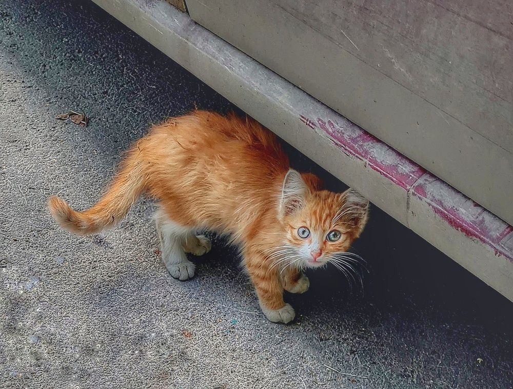 Photograph by Мария Шамина