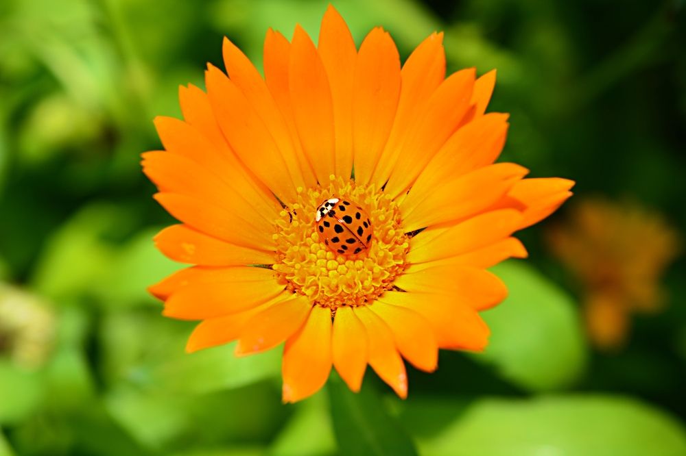 Календула и божья коровка