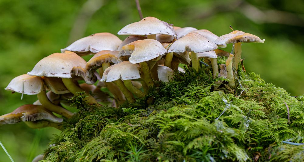 Photograph by Alexander