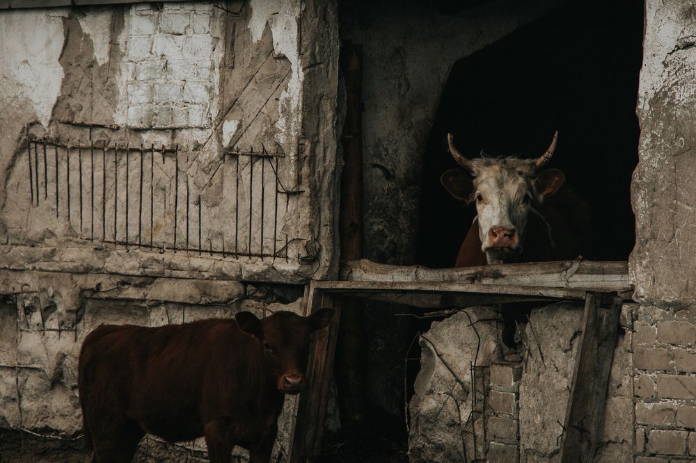 Photograph by Евгения Грицкова