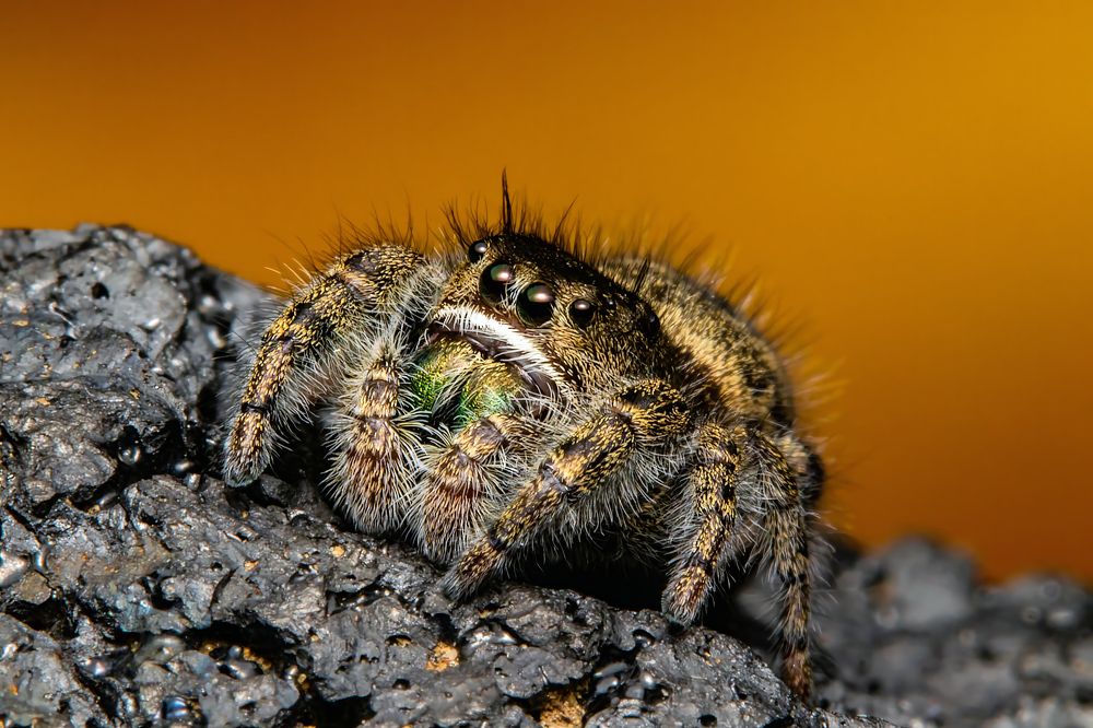 Small Jumping spider