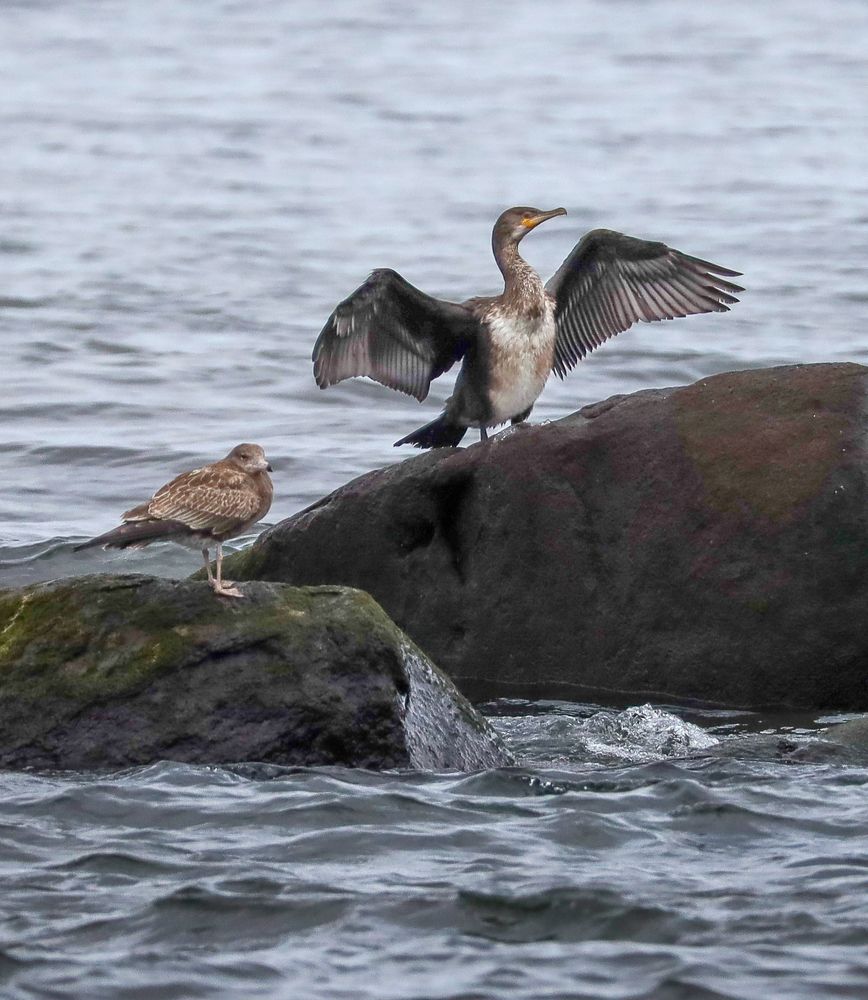 Сушим крылышки