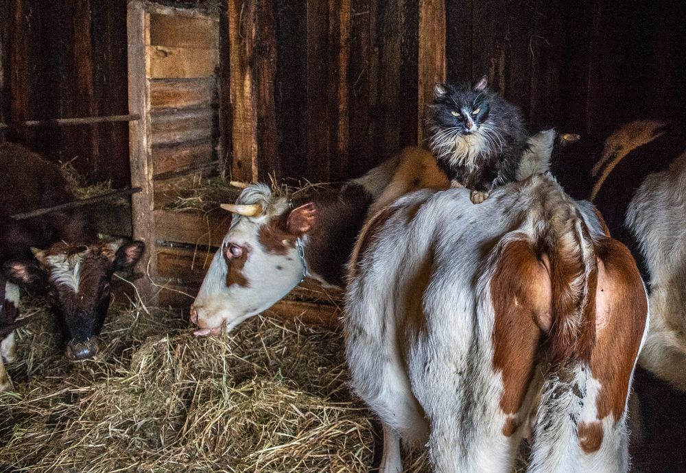 кот Васька и корова Зинаида