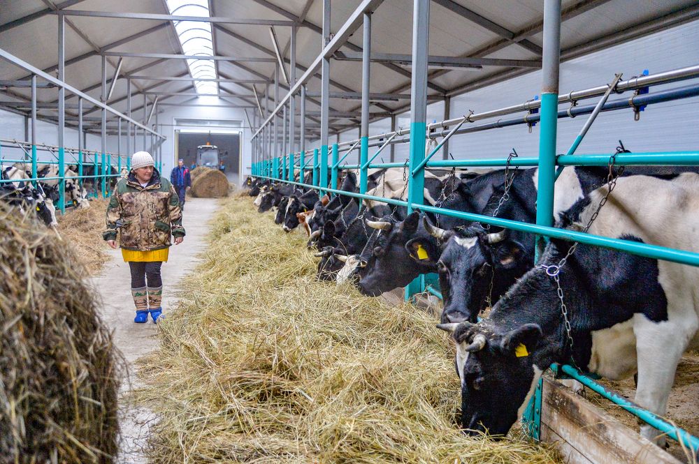 коровья столовая