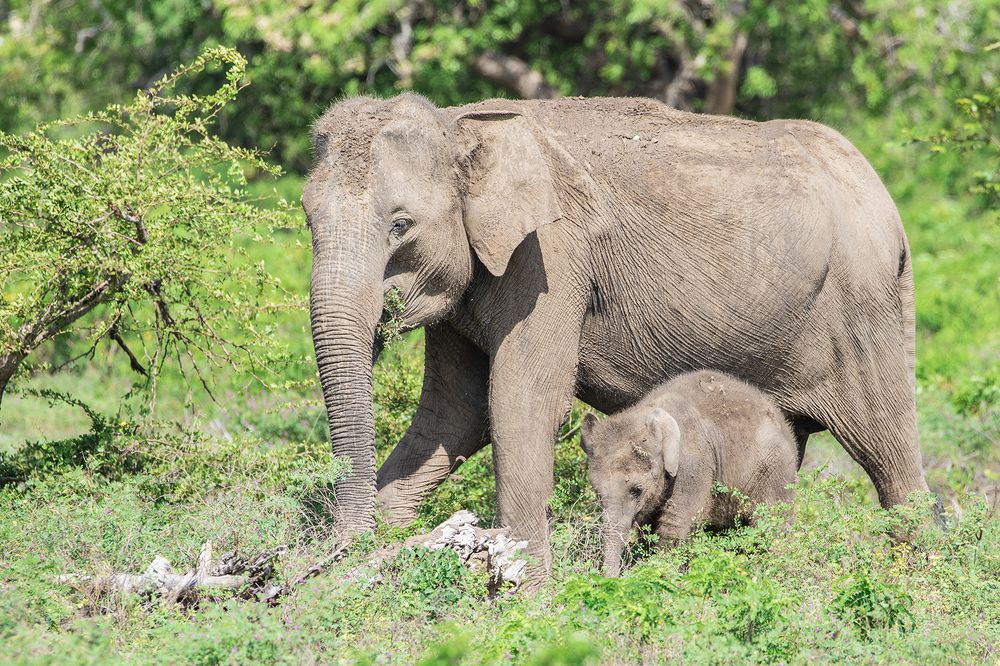 Фотография автора Rajeev Amaratunga
