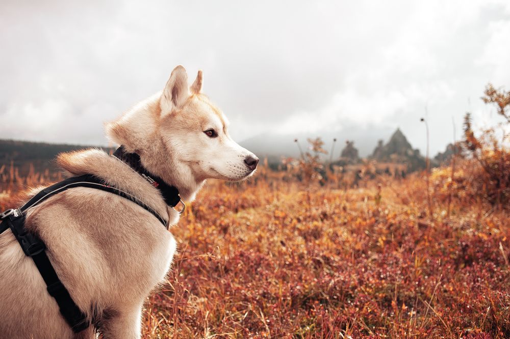 Photograph by Алина Перескокова