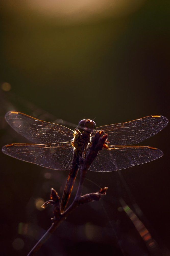 Красный дьявол