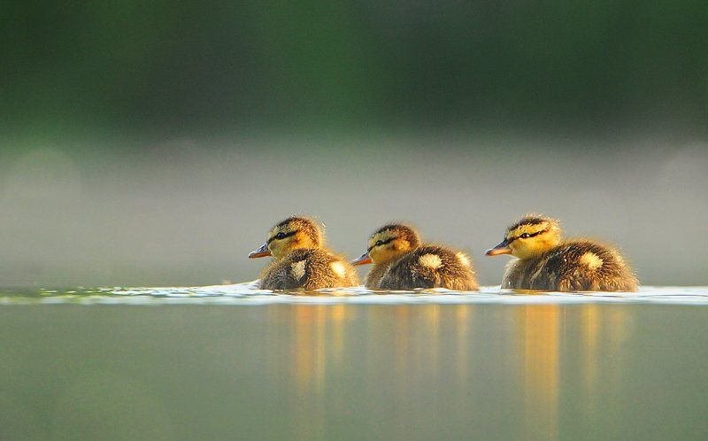 PIOTR CZARNIECKI, Great Britain