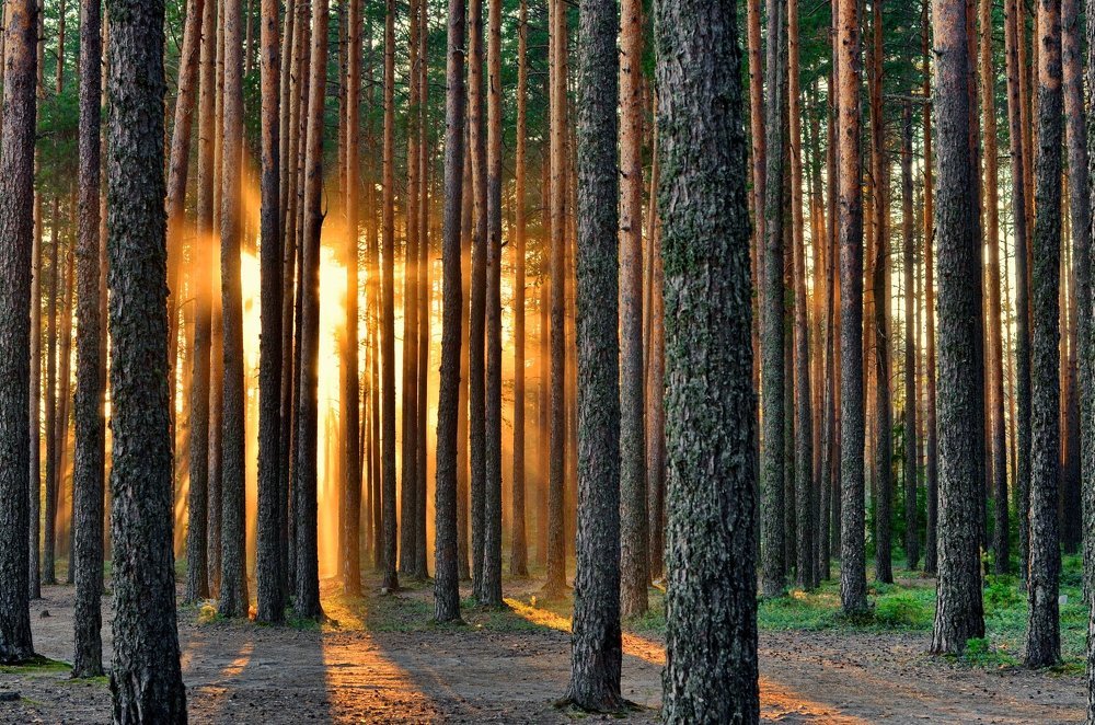 Природные параллели