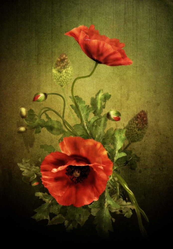 Photograph by Movses