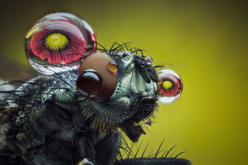 Sergey Zhukovsky, Ukraine