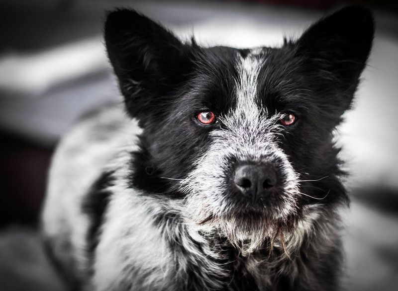 Dmitriy Malcev, Russia