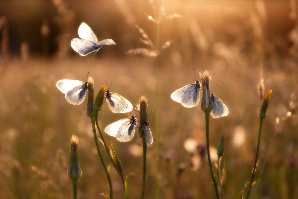 бабочка танец до заката