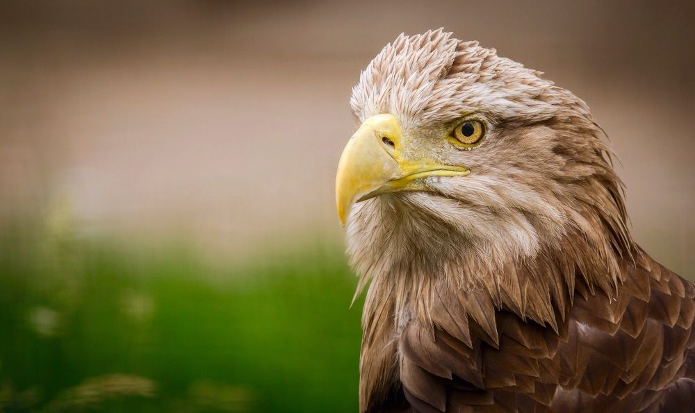 Орлан белохвост