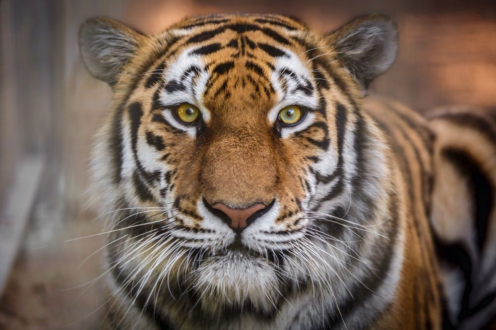 За секунду до прыжка...