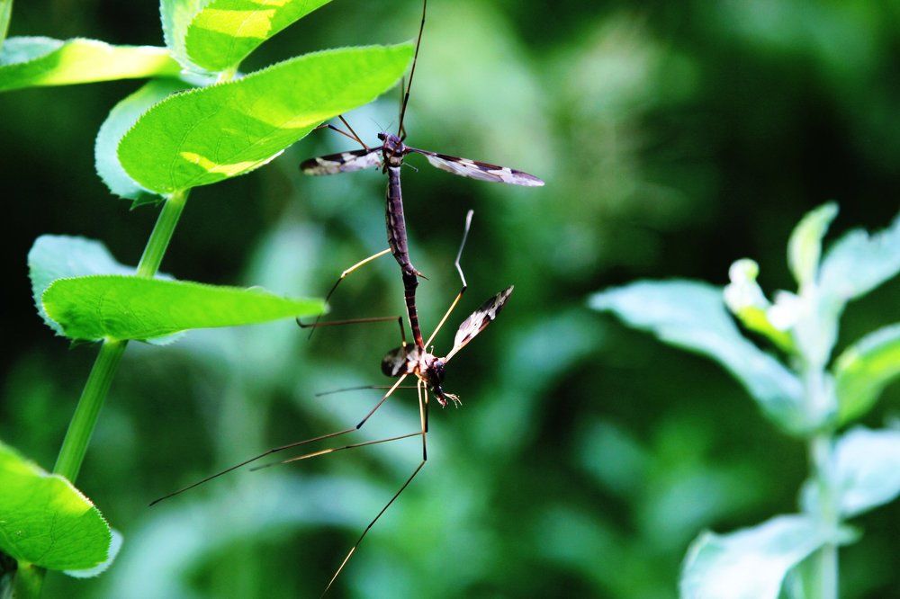 Photograph by Gevorg