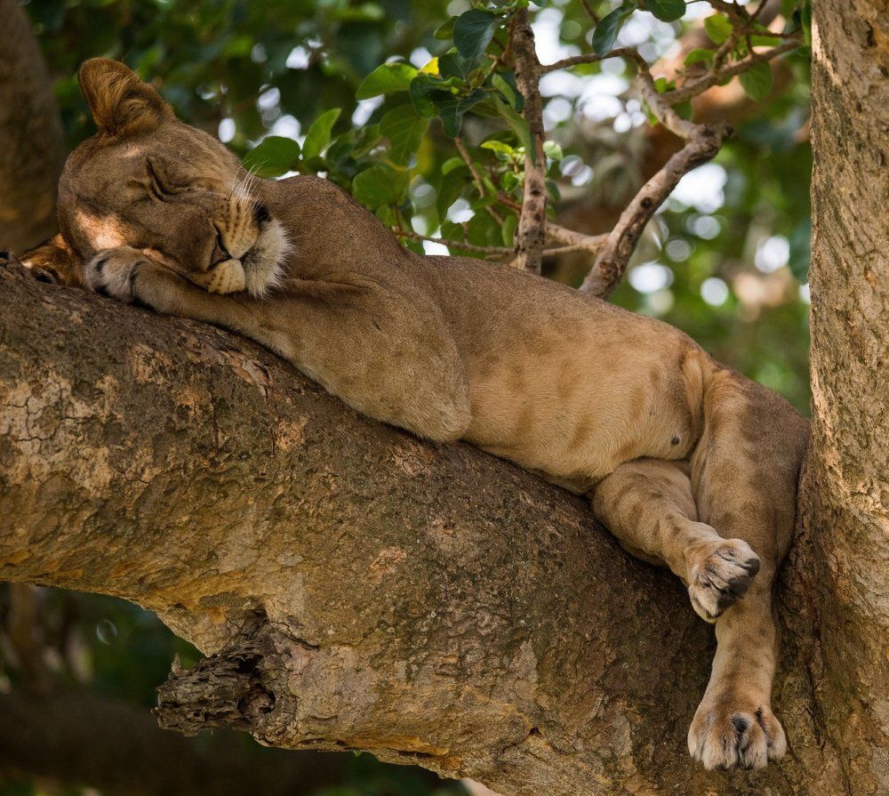 Сладкий сон