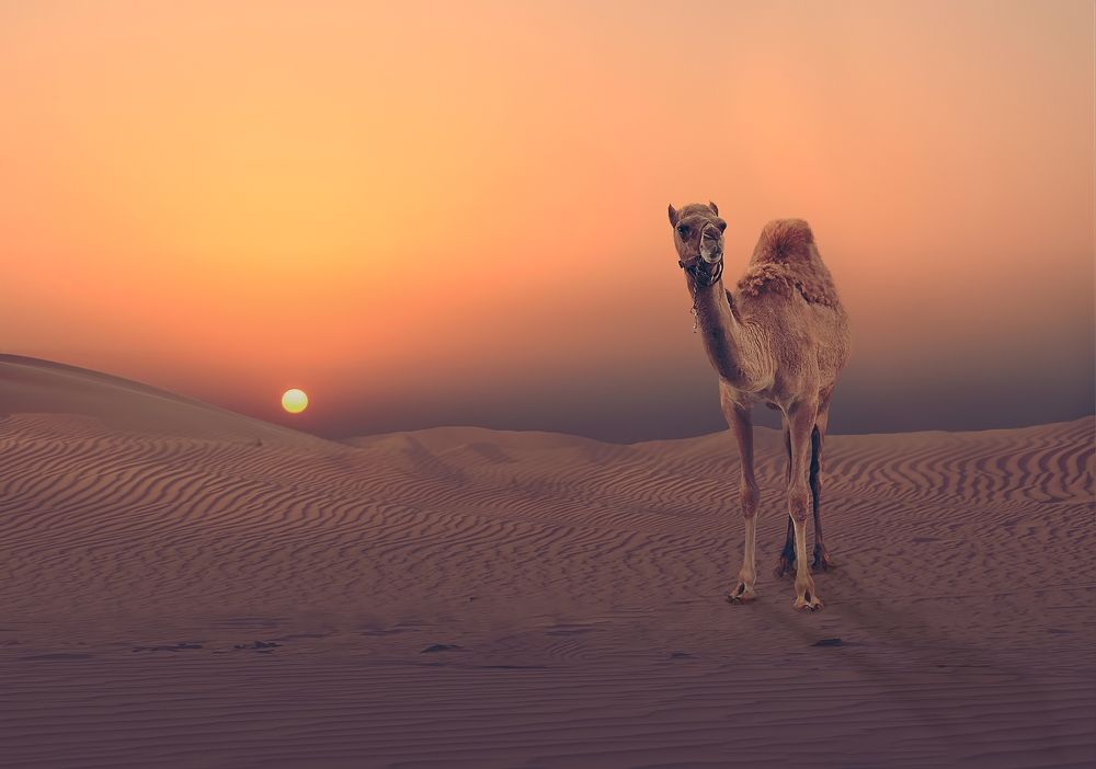 Хозяин пустыни.