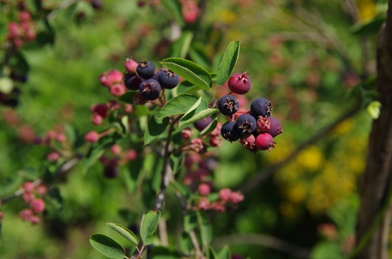 Victoria Toria, Ukraine