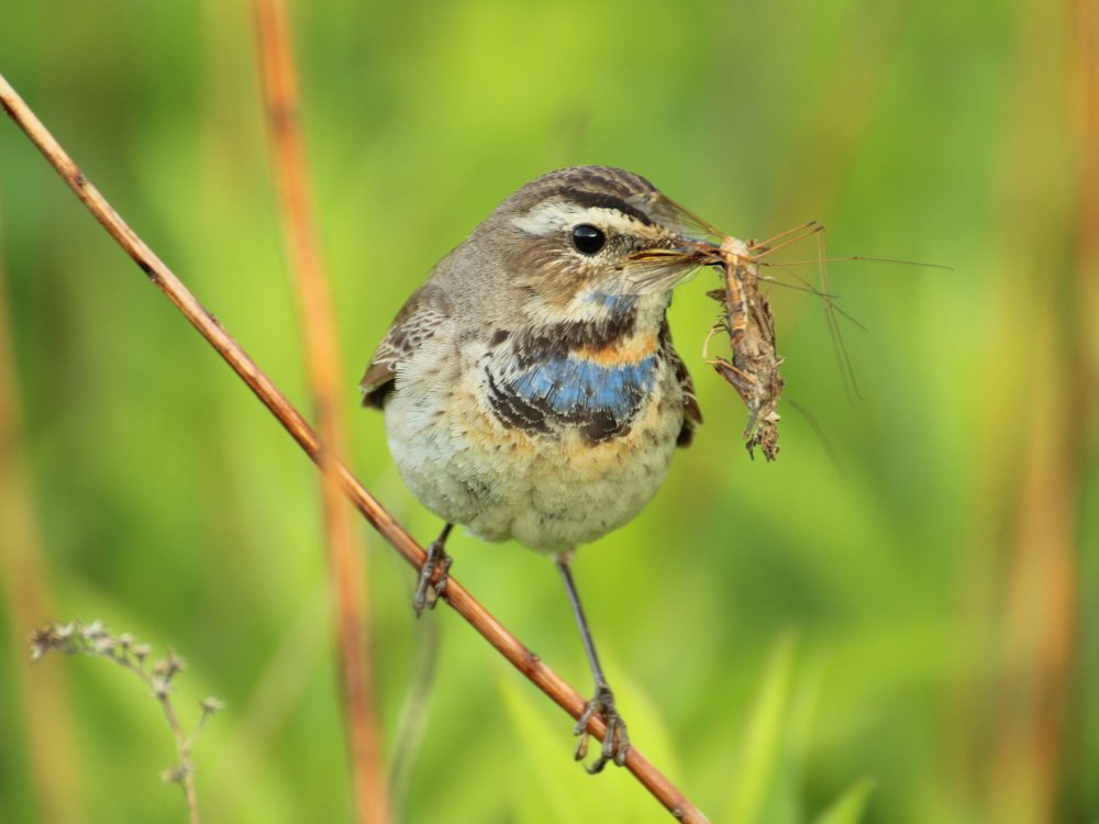 Кормящая мама -варакушка