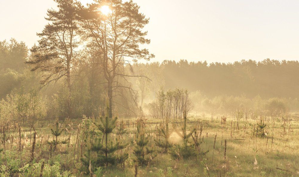 утренний свет