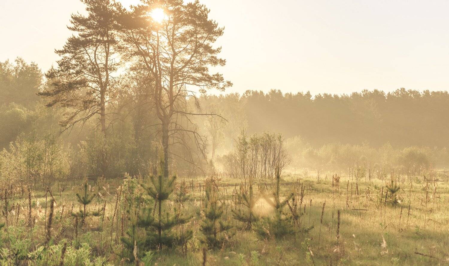 утренний свет