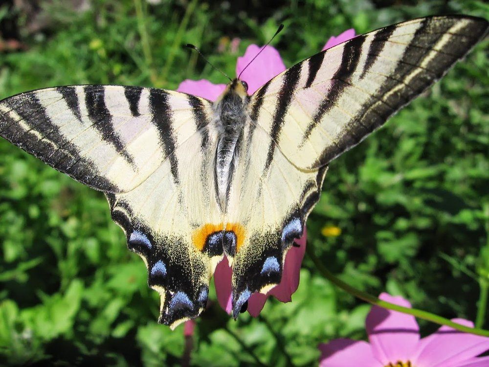 Photograph by Dragan Cvetkovic